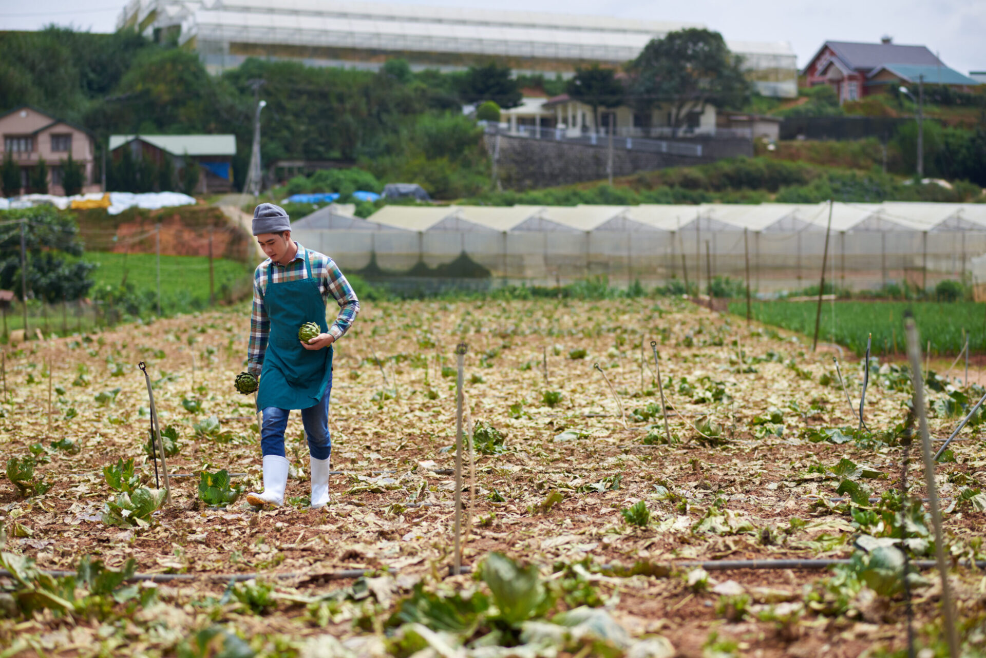 Vietnamese farm worker picking organic artichoke in field