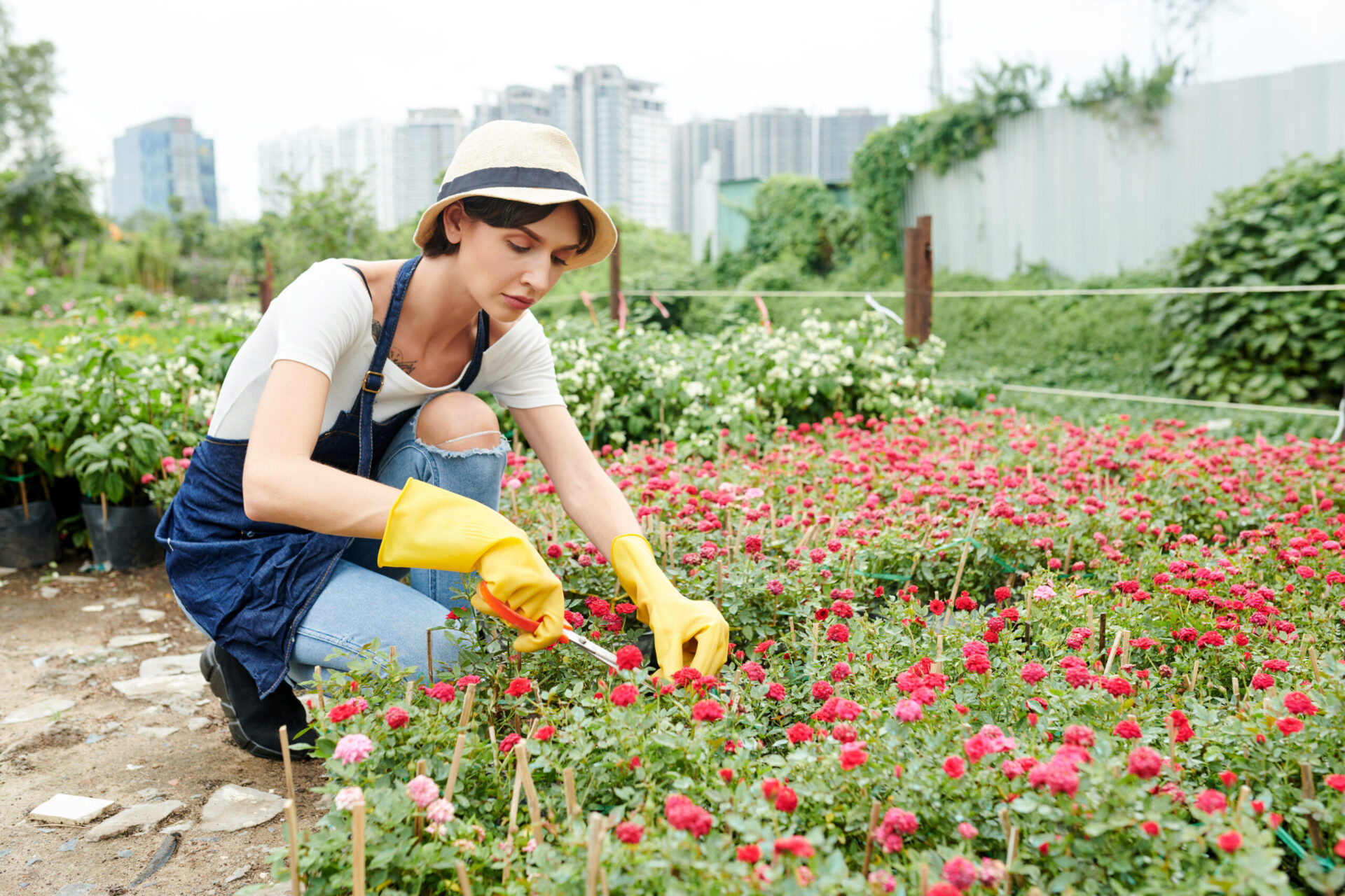 Female garden worker in apron and rubber gloves taking care of plants and prunning flowers