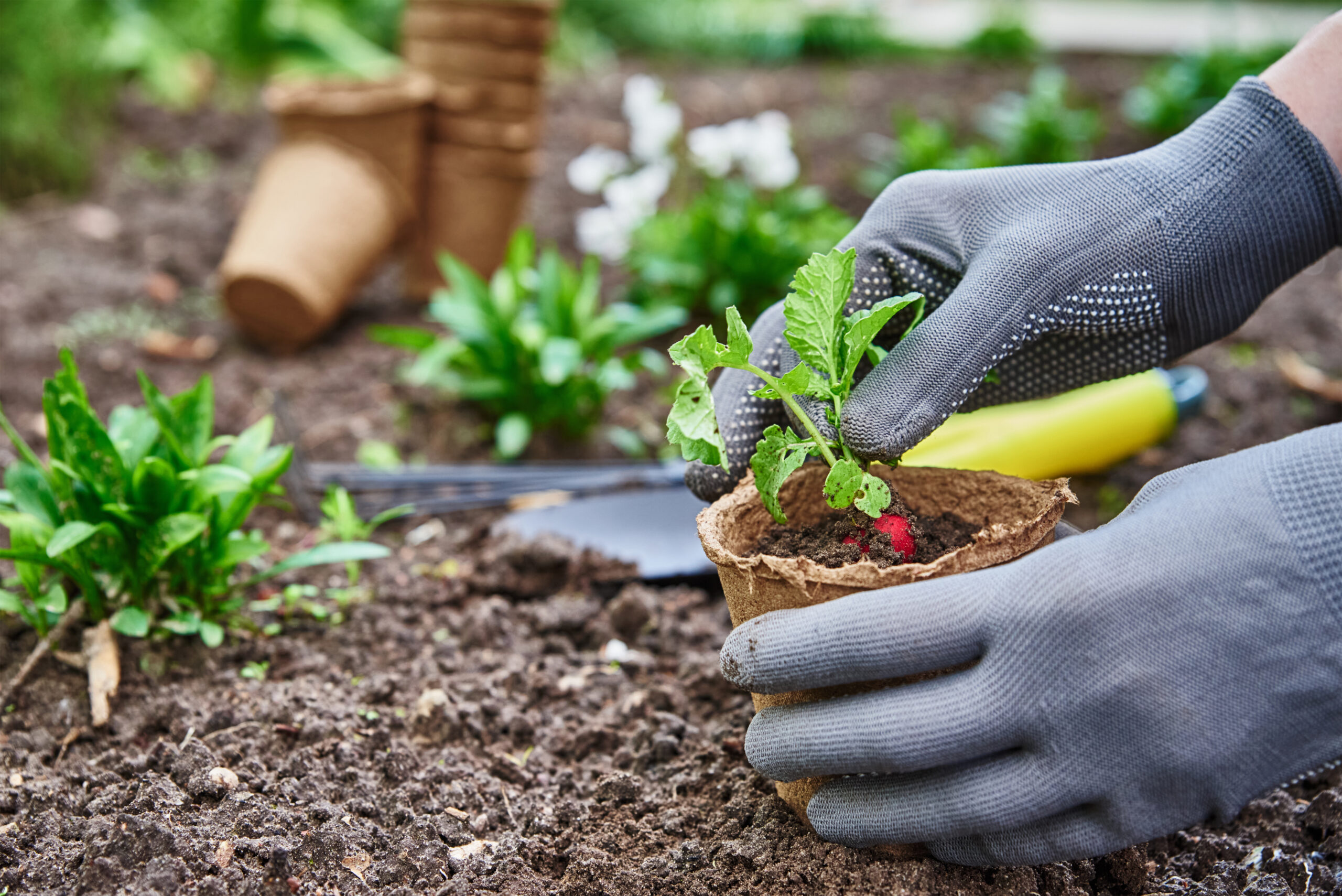 Gardener in gloves planting agricultural plant in pot in backyard garden. Spring garden work. Farmer gardening and harvesting