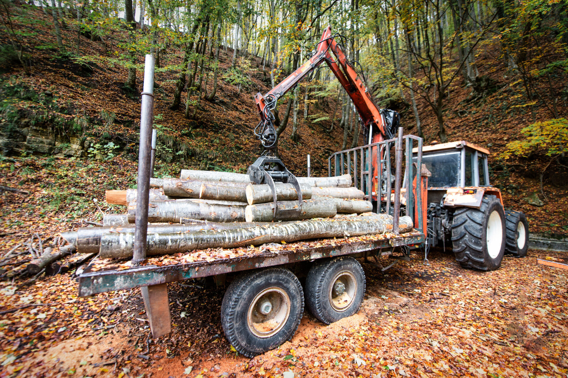 Loads of wood from freshly cut trees in a forest