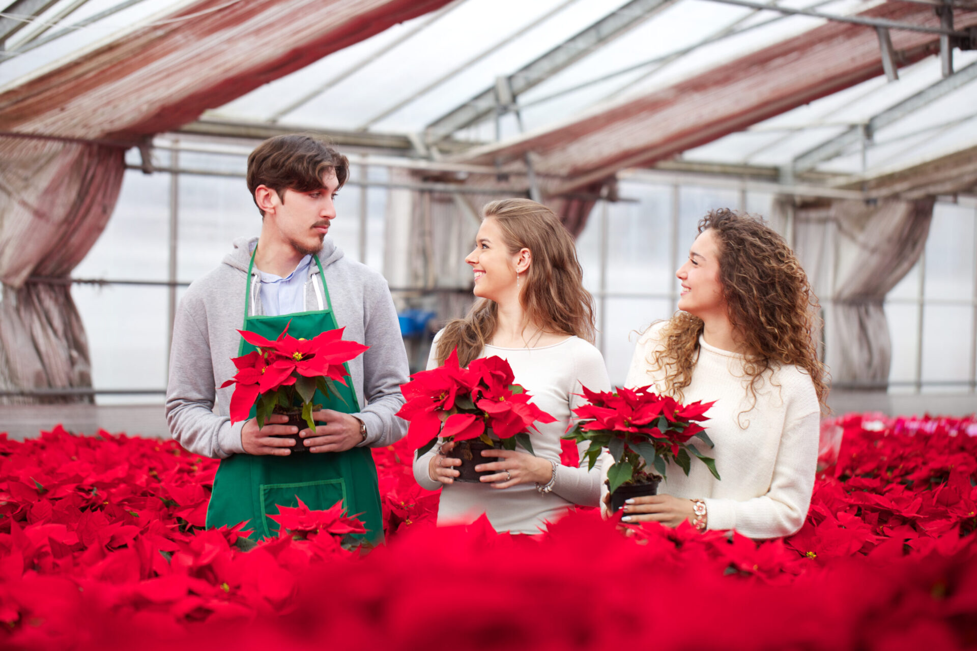 people working in a plant nursery