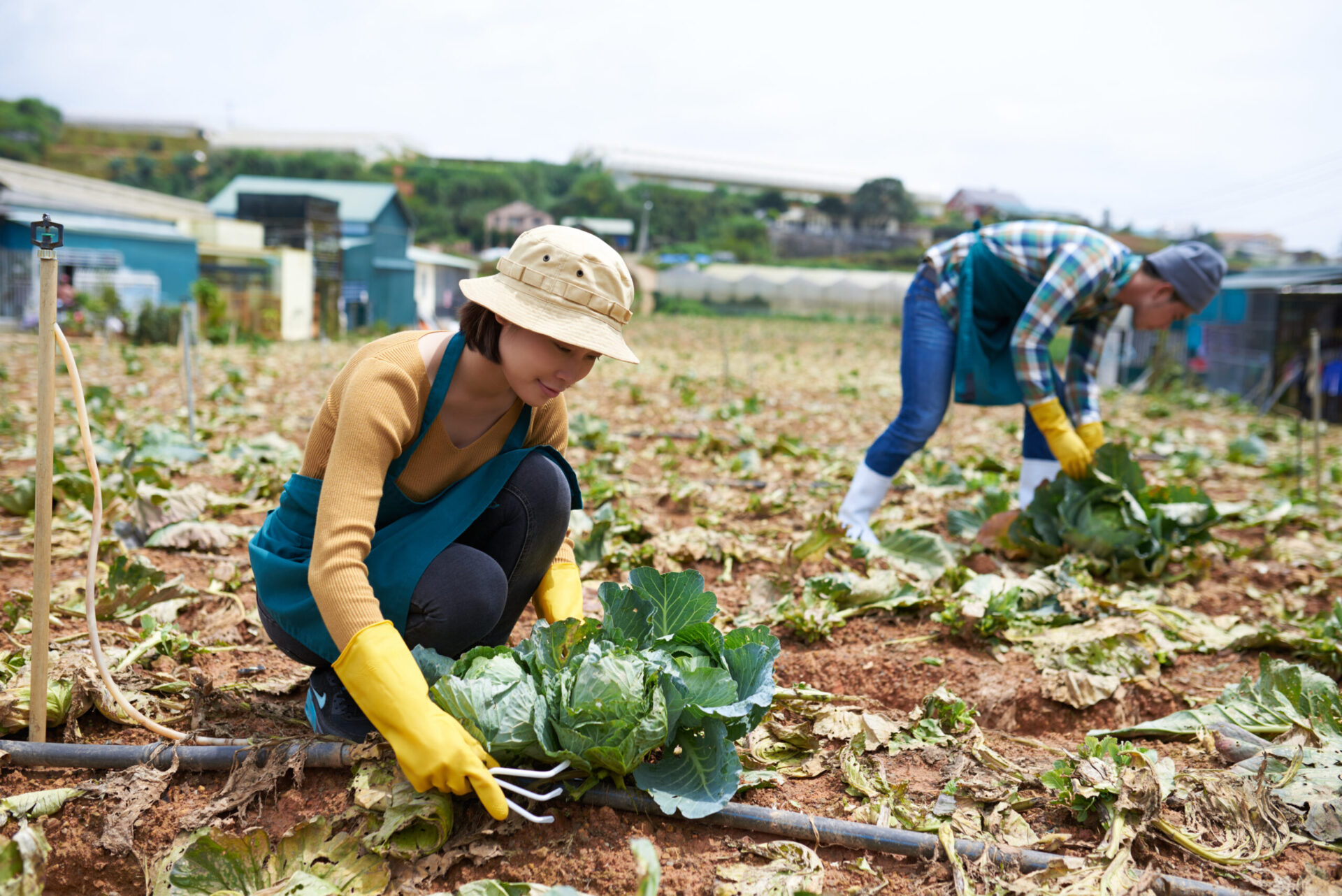 Young Asian farm workers picking cabbage in the field